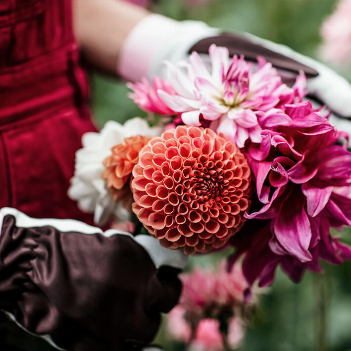 Nelson Garden Dahlias