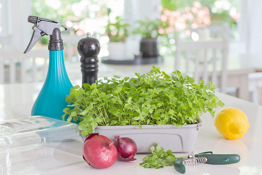 nelson_garden_three_ways_to_grow_parsley_image_3.jpeg