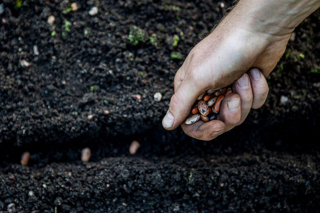 Beans are sown in a furrow in the vegetable garden. 