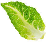 nelson_garden_cabbage_varieties_the_best_way_to_eat_them_9.jpeg