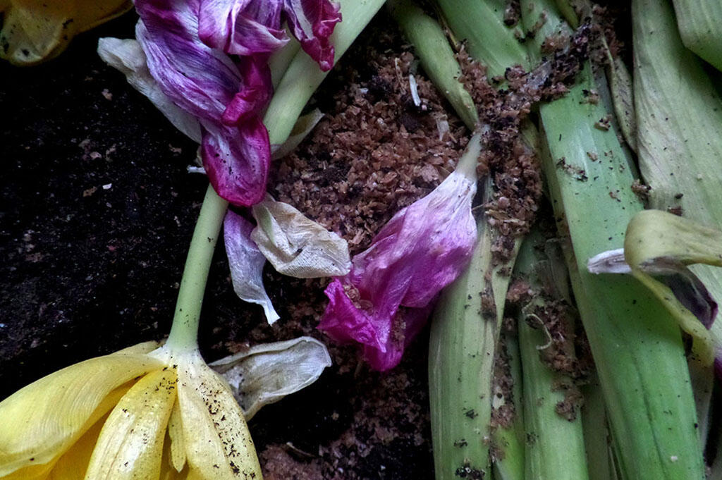 Zwiędłe tulipany rozkładają się w kompostowniku. 