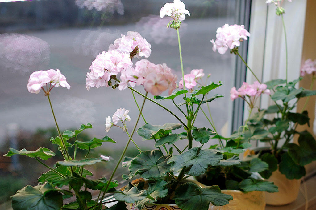 Nelson_Garden_cultivate_geraniums_image_2.jpg