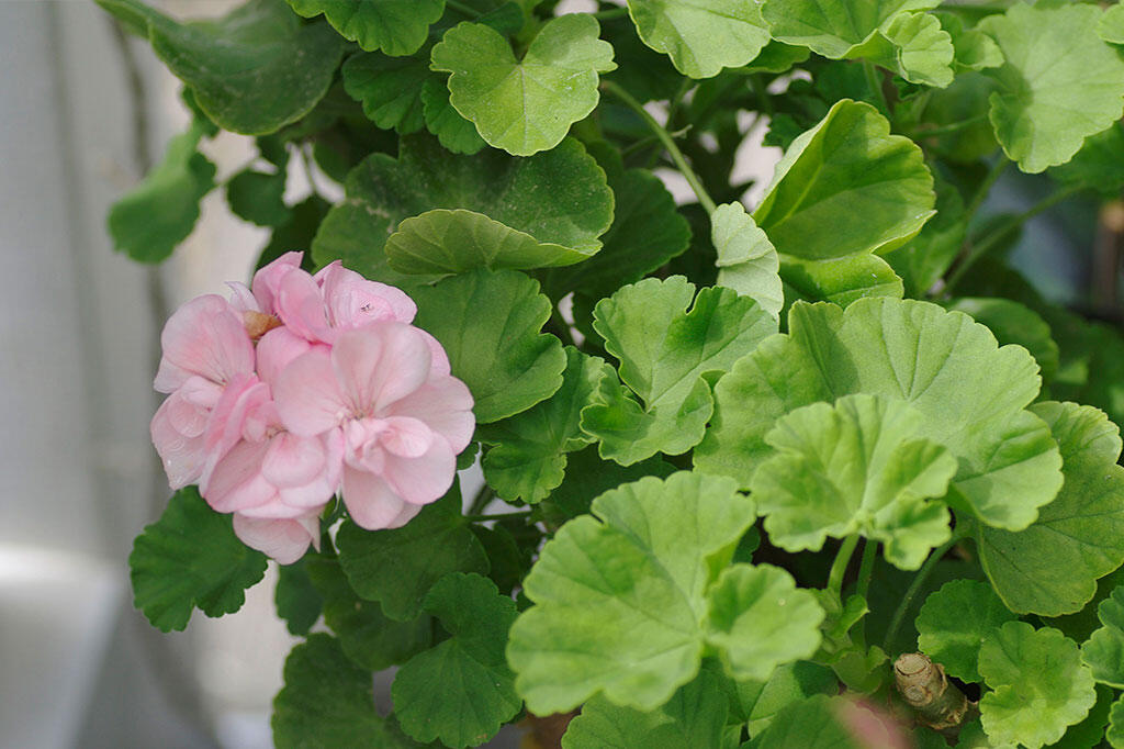 Nelson_Garden_cultivate_geraniums_image_3.jpg