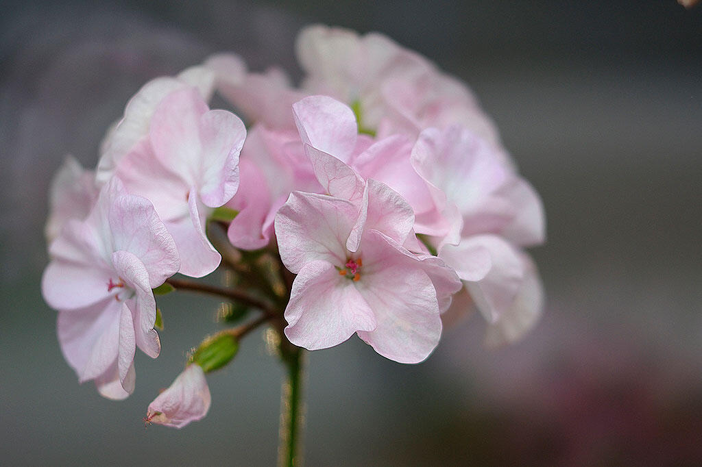 Nelson_Garden_cultivate_geraniums_image_4.jpg