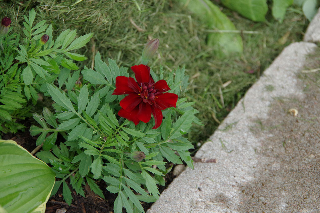 Nelson_Garden_Cultivate the soil_Image_1.jpg