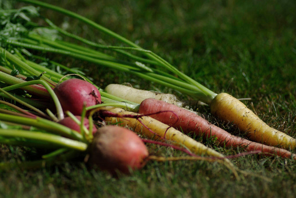 nelson_garden_cultivating_and_gardening_image7.jpg