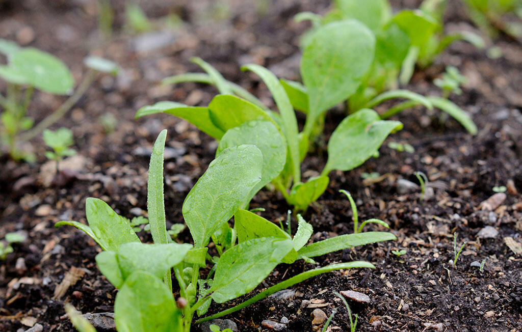 nelson_garden_cultivating_spinach_image3.jpg