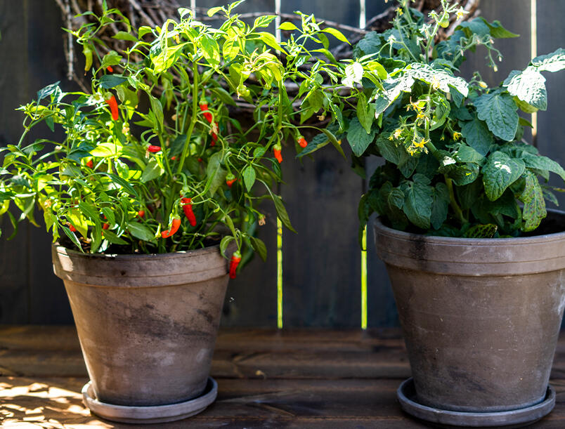 Nelson_Garden_Odla_chili_image_2.jpg