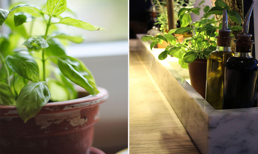 nelson_garden_grow_herbs_in_your_kitchen_image_3.jpeg