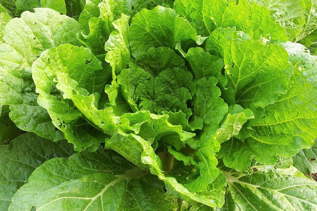 Nelson_Garden_Growing Chinese cabbage – how to succeed_Image2.jpg