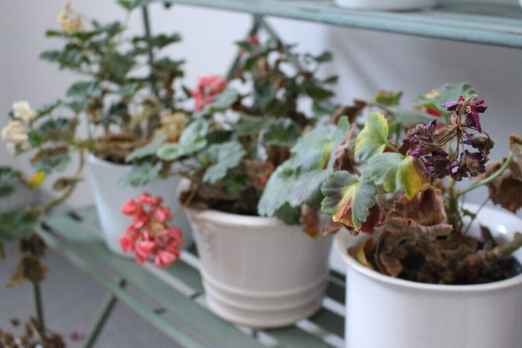 Nelson_Garden_Geraniums_Winter_Storage_image_2.jpeg