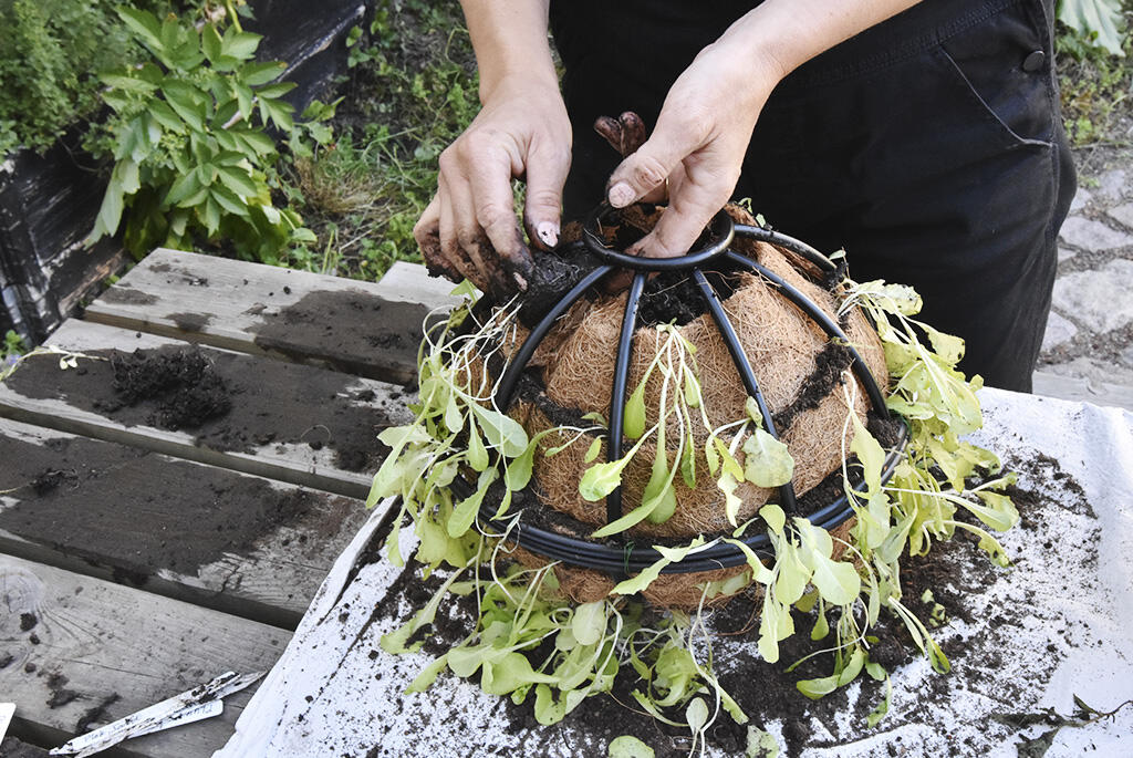 nelson_garden_how_to _create_lettuce_ball_image4.jpg