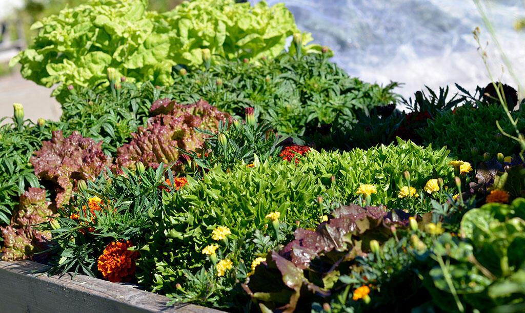 nelson_garden_how_to_cultivate_lettuce_image3.jpg