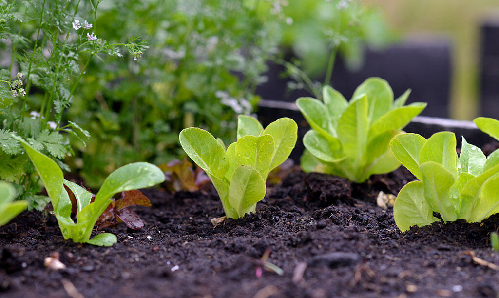 nelson_garden_how_to_cultivate_lettuce_image6.jpg