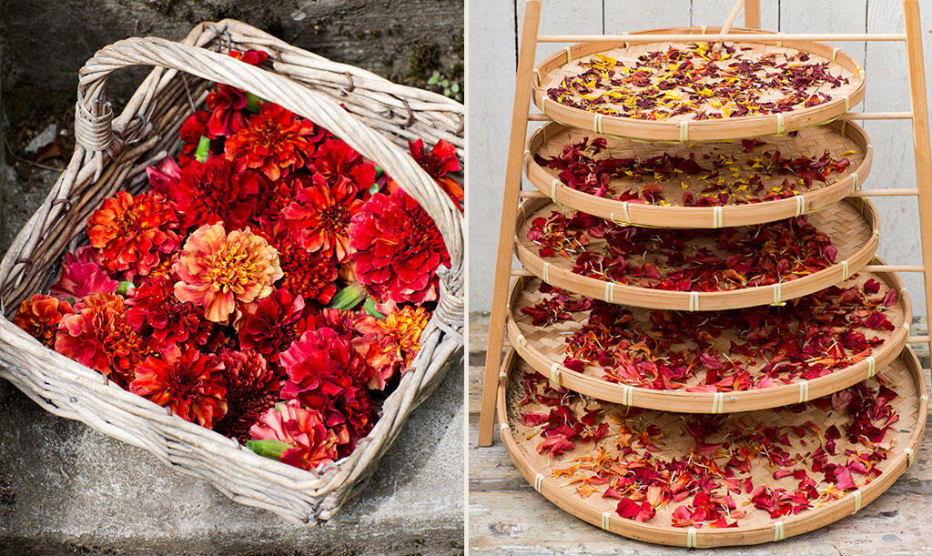 Czerwone pąki kwiatów aksamitki zebrane do drewnianego koszyka.