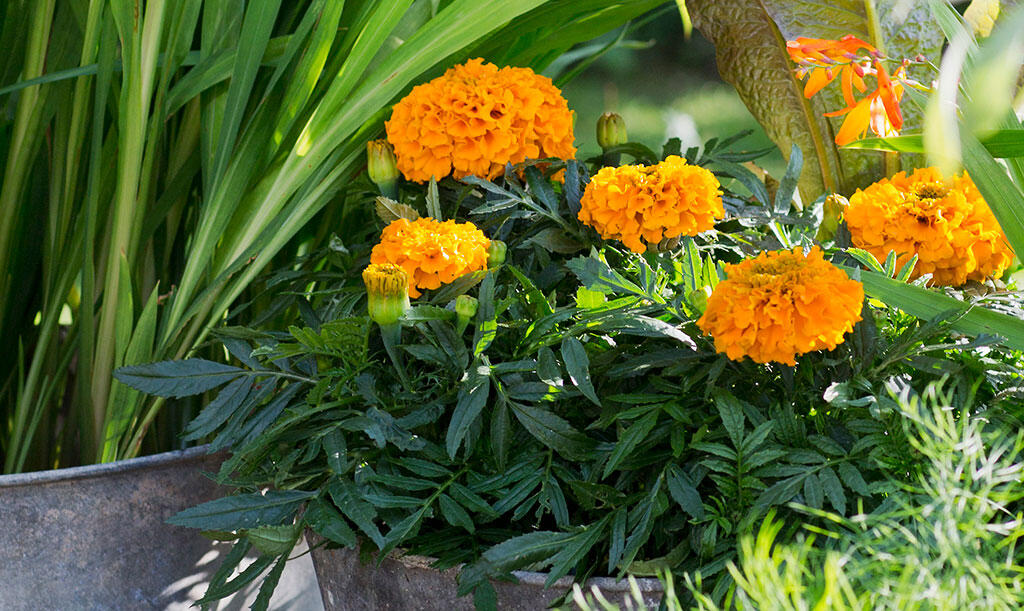 Nasadzenia kwiatowe w cynkowych pojemnikach, z kwitnącą pomarańczową aksamitką obok pojemnika z wysoką trawą. 