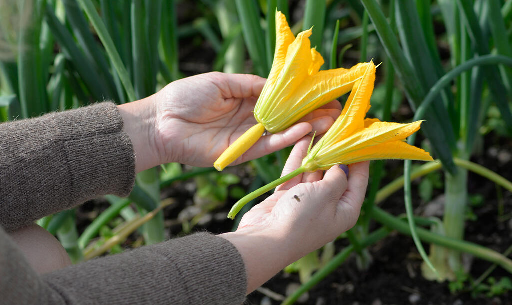 Nelson_Garden_How_to_grow_squash_image_2.jpg