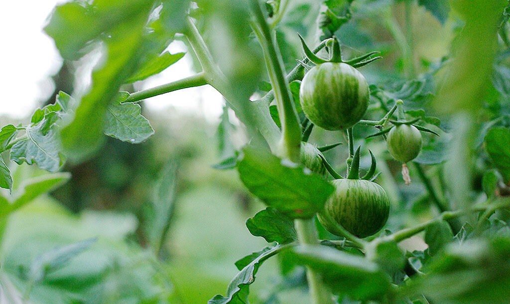 Näring-tomater-2.jpg