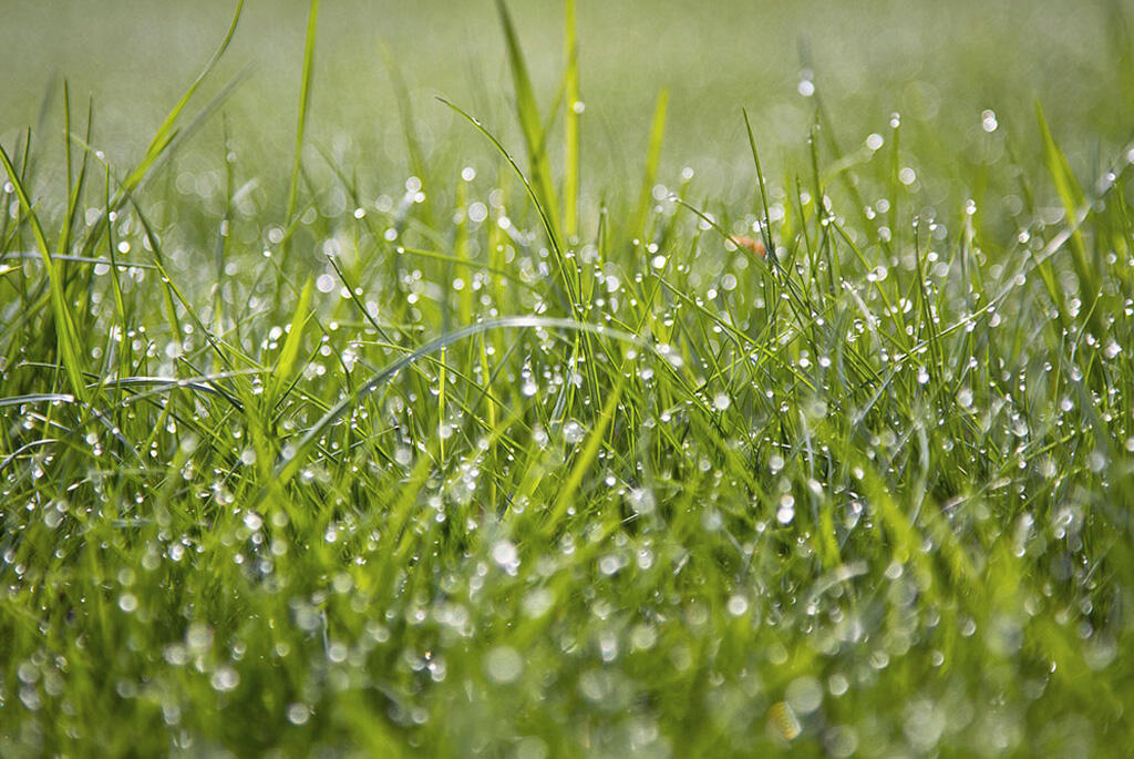 Nelson_Garden_Sowing_a_lawn_Image_2.jpg