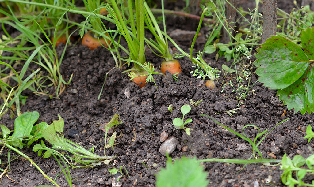 Lub Uprawa marchwi w urodzajnym ogrodzie warzywnym. 