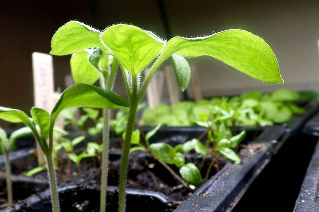 Małe rośliny w korytach uprawowych z oświetleniem roślin. 