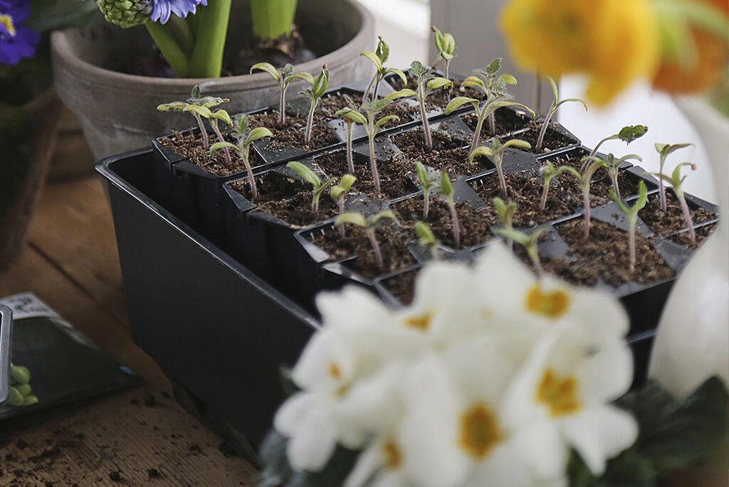 Nelson_Garden_Choose_the_right_mini_greenhouse_image_1.jpeg