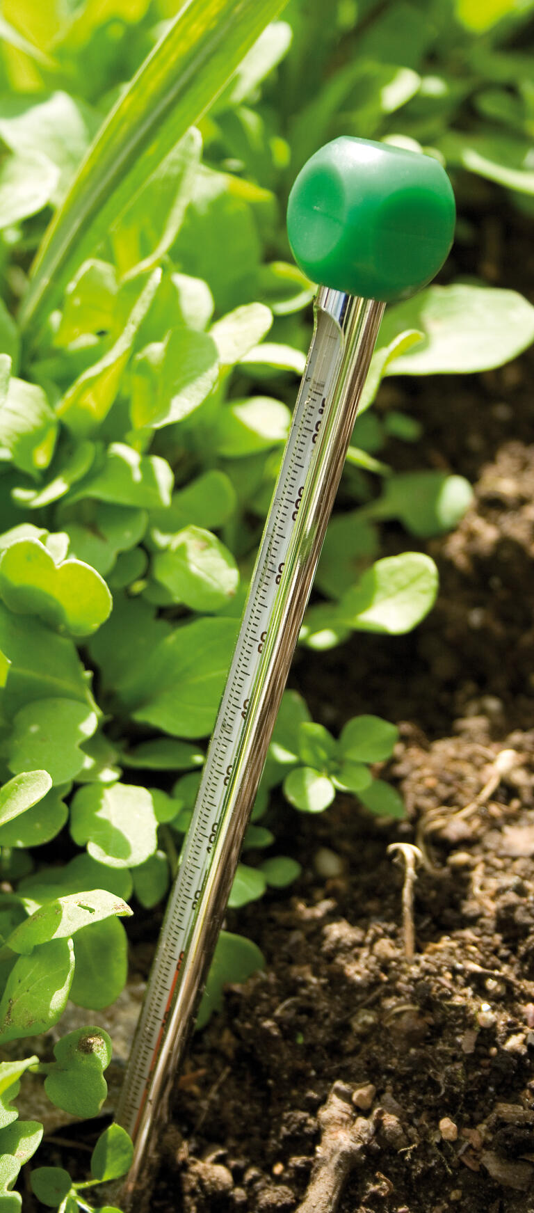 Digital Soil Thermometer – Harris Seeds